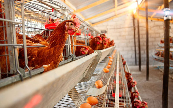 Battery cage system