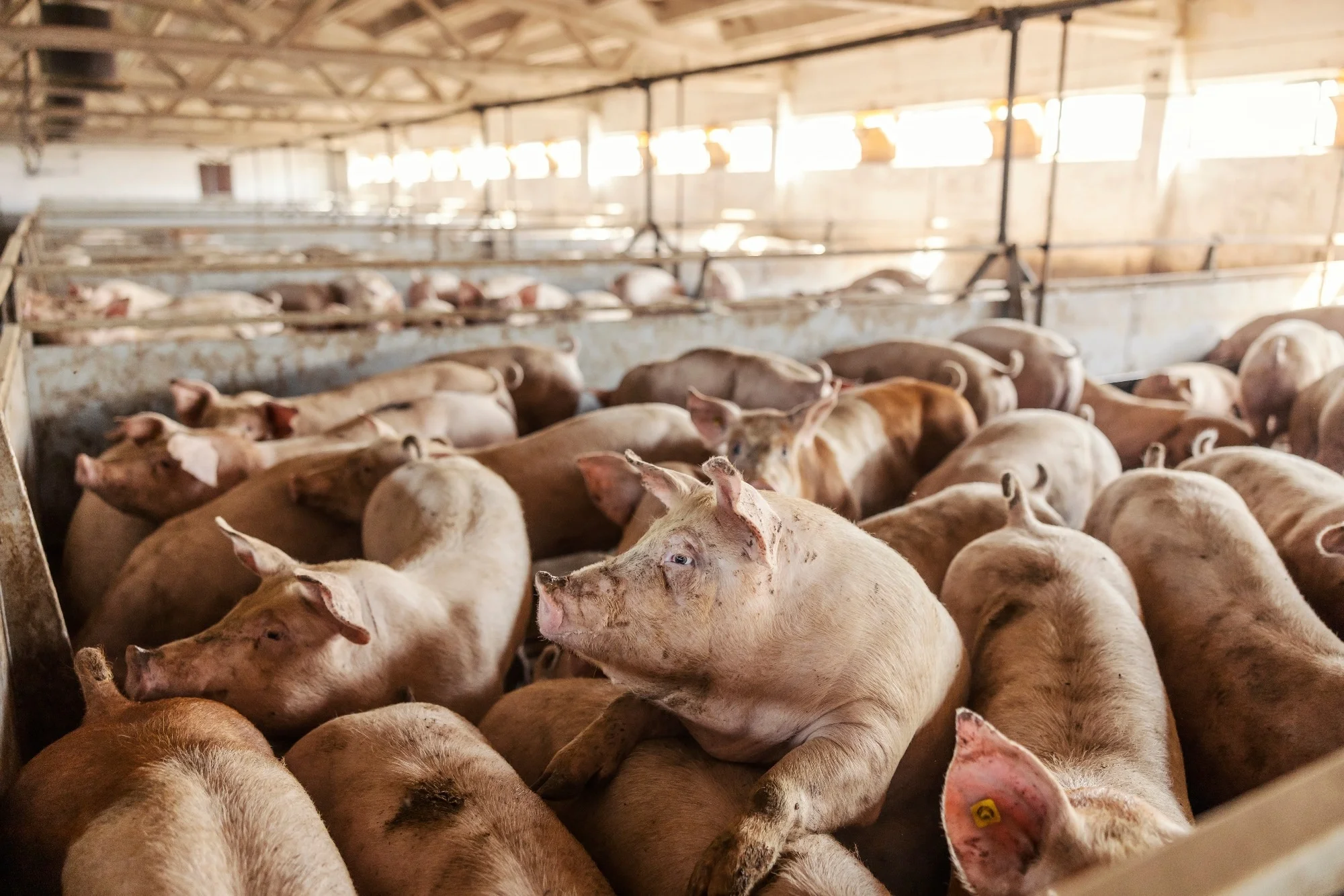 Pigs are on Intensive farming system