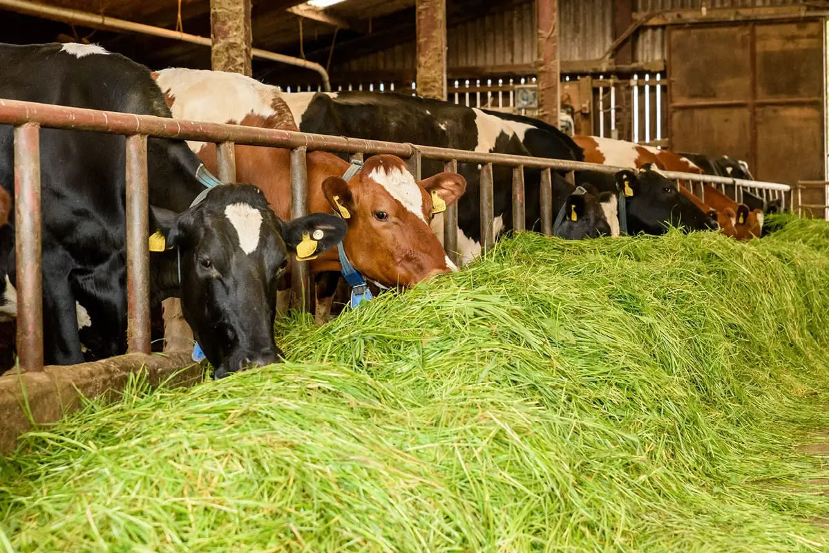 Zero grazing System