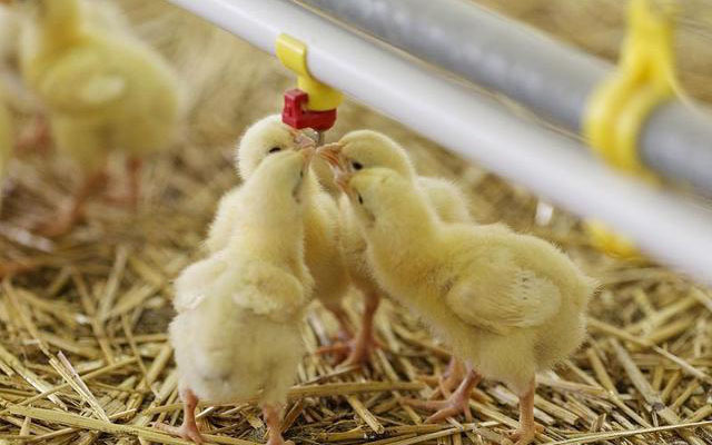 deep litter system for poultry farming(1)